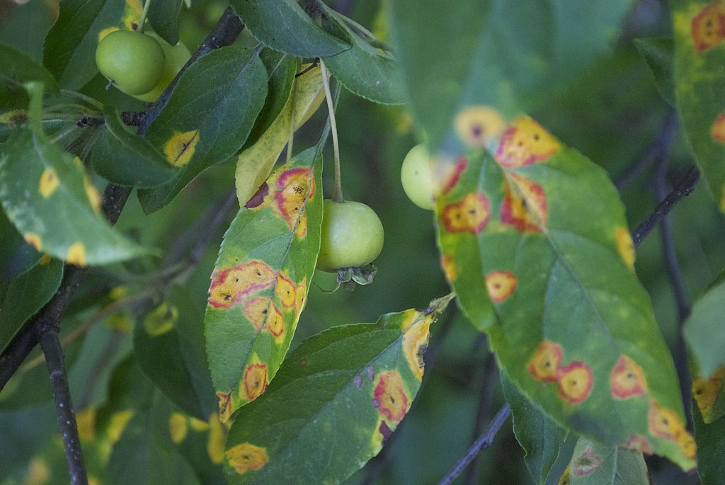 cedar apple rust