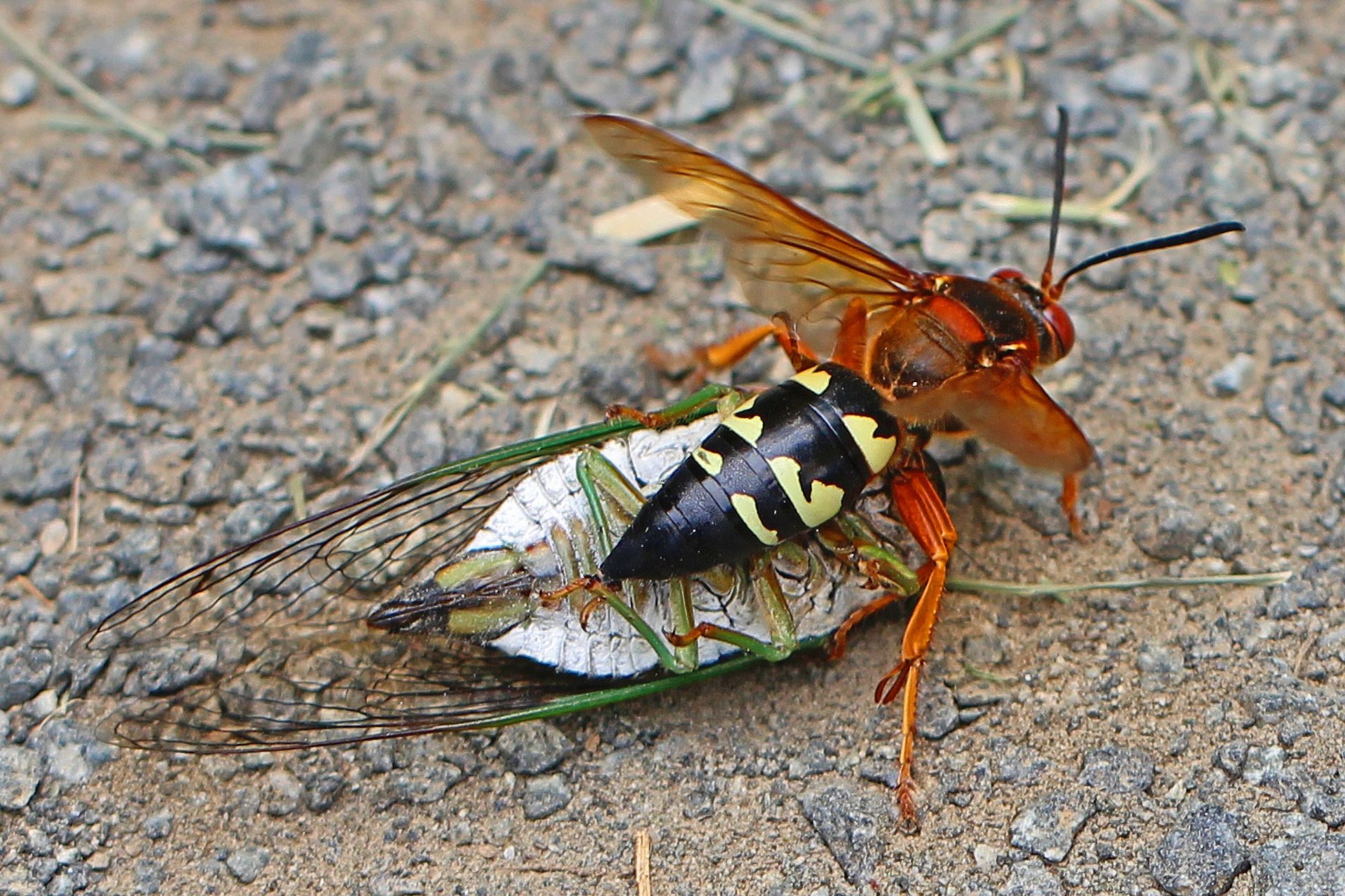 cicada killer-1