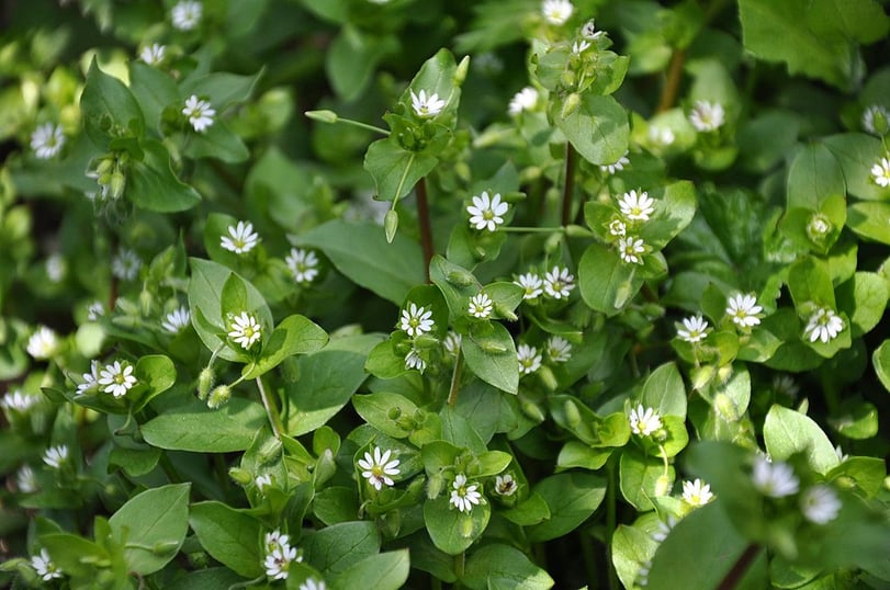 chickweed lawn weed