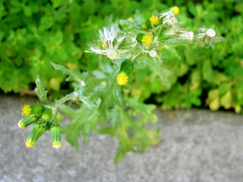groundsel lawn weeds