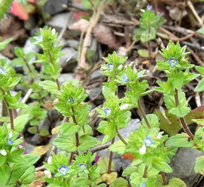 corn speedwell weed in spring