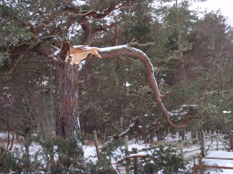 Tree damaged from snow