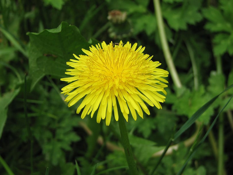 dandelion spring lawn weed