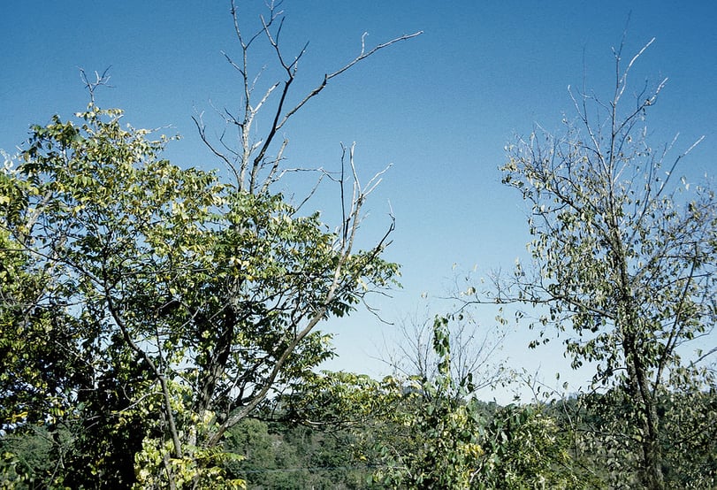 How to tell if a tree is dangerous and how a tree inspection can spot hazards.