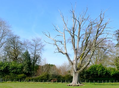How to tell if a tree is dangerous and how a tree inspection can spot hazards.