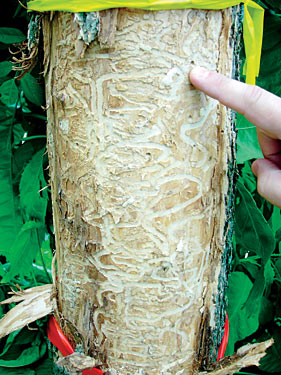 Emerald Ash Borer damage to tree