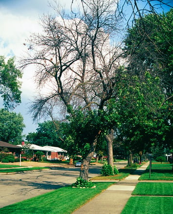 Tree damaged by Emerald Ash Borer