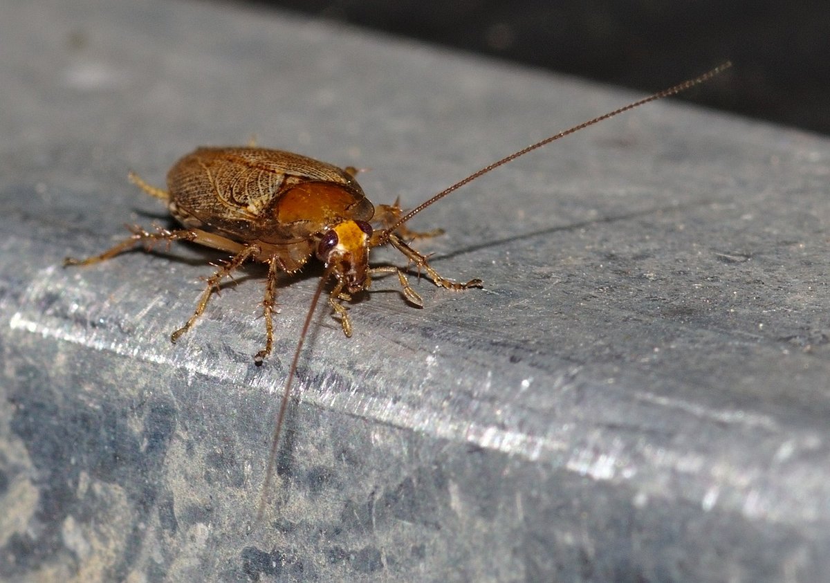 german cockroach in lehigh valley home