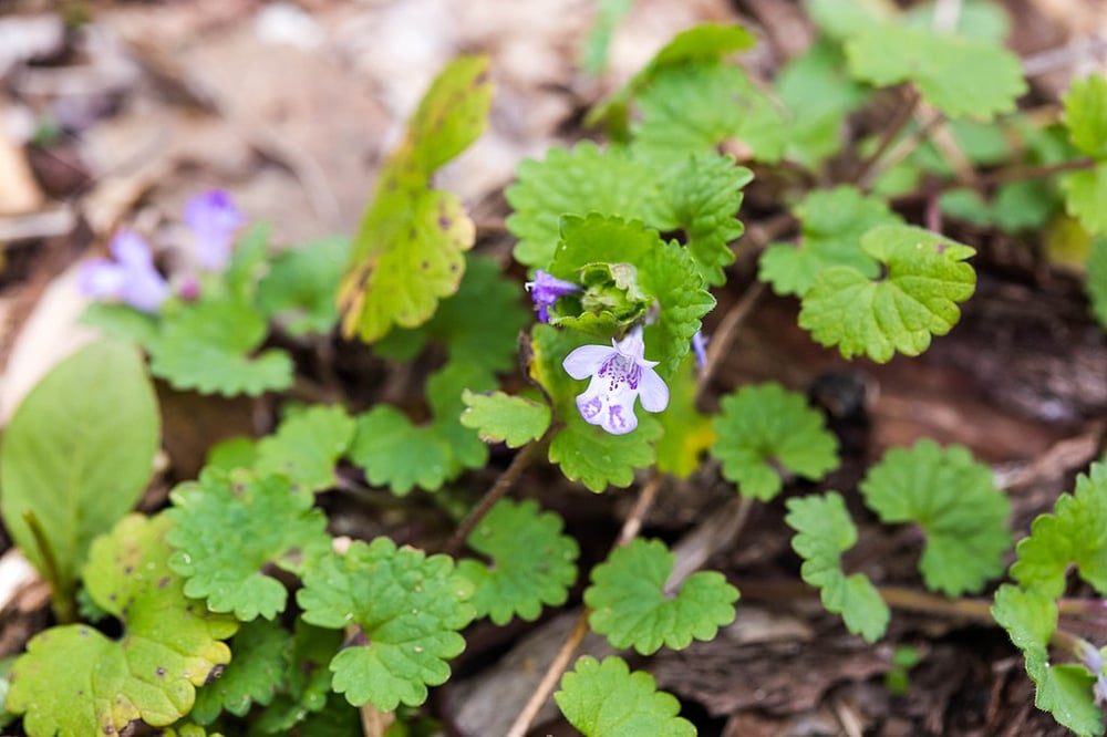 Ground ivy in lawn