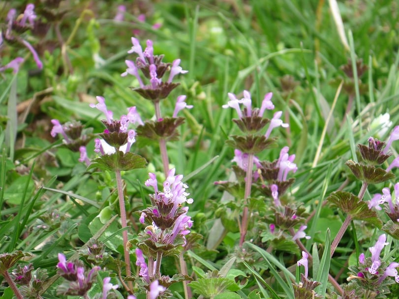 Henbit in lawn in spring