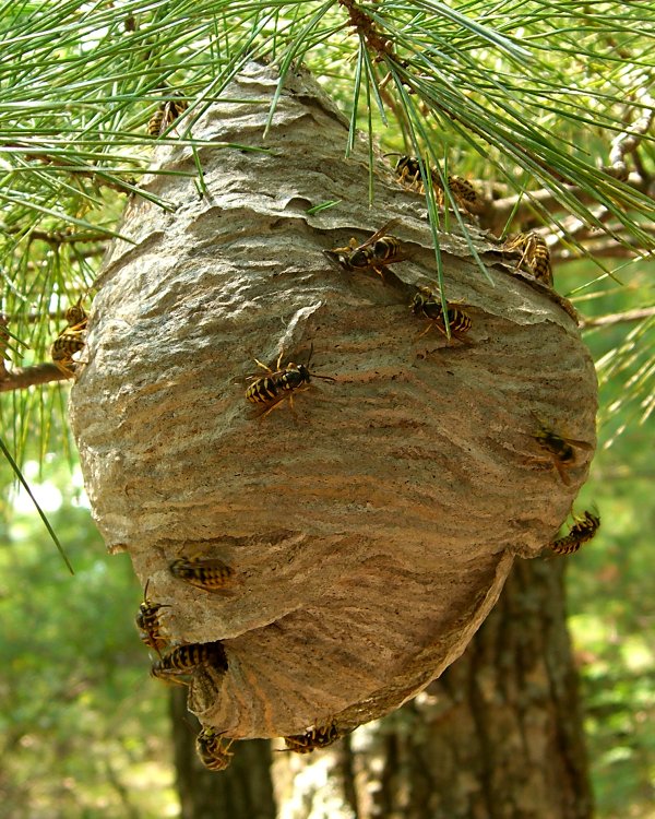 hornet nest