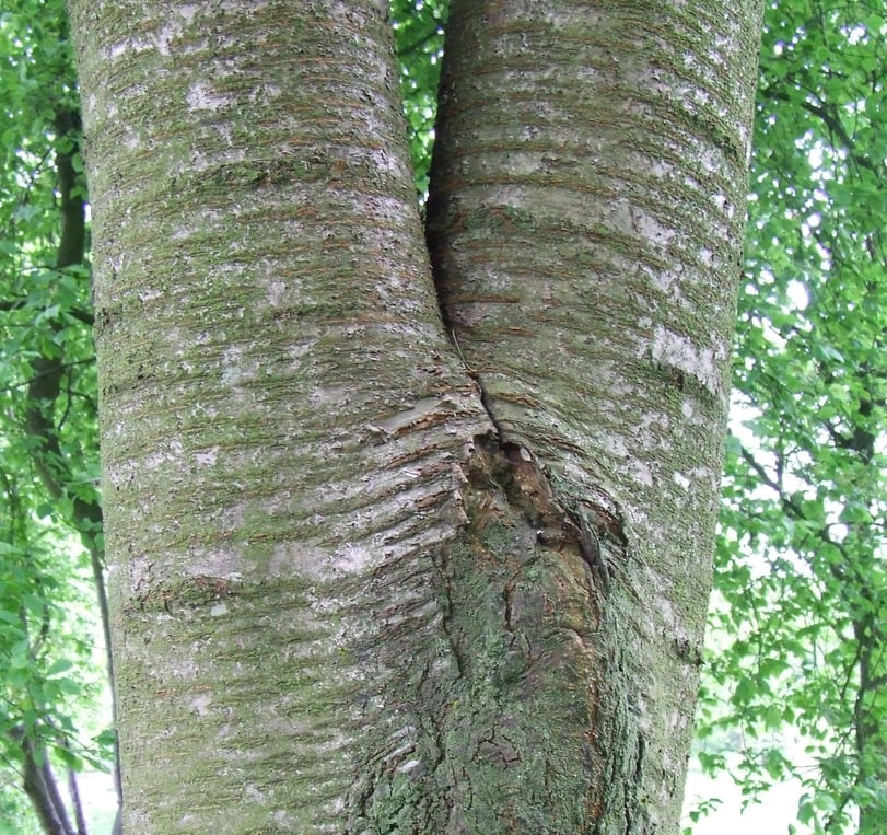 How to tell if a tree is dangerous and how a tree inspection can spot hazards.