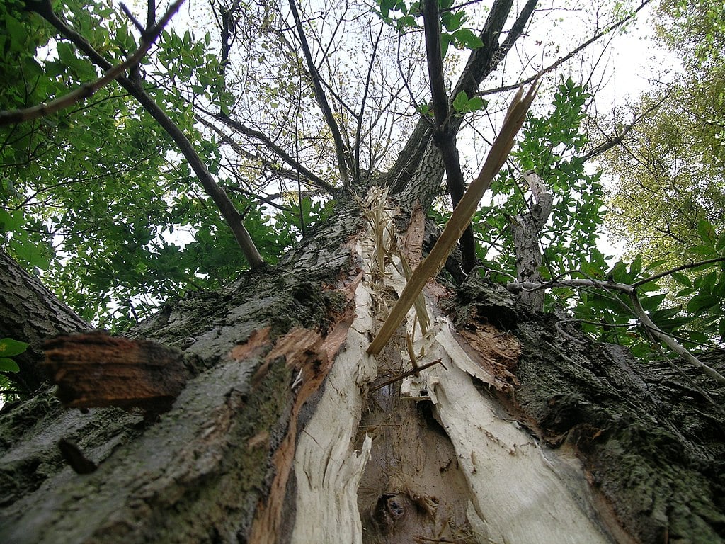 tree struck by lighting
