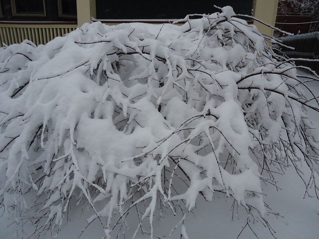 a shrub covered in snow bent over from the weight