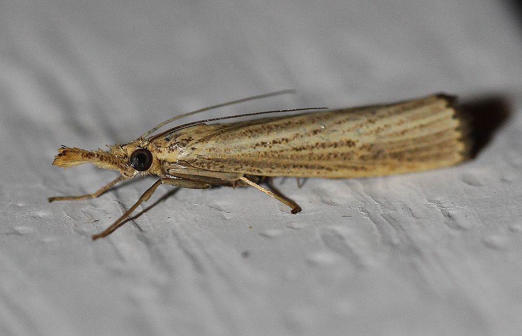 Sod webworm