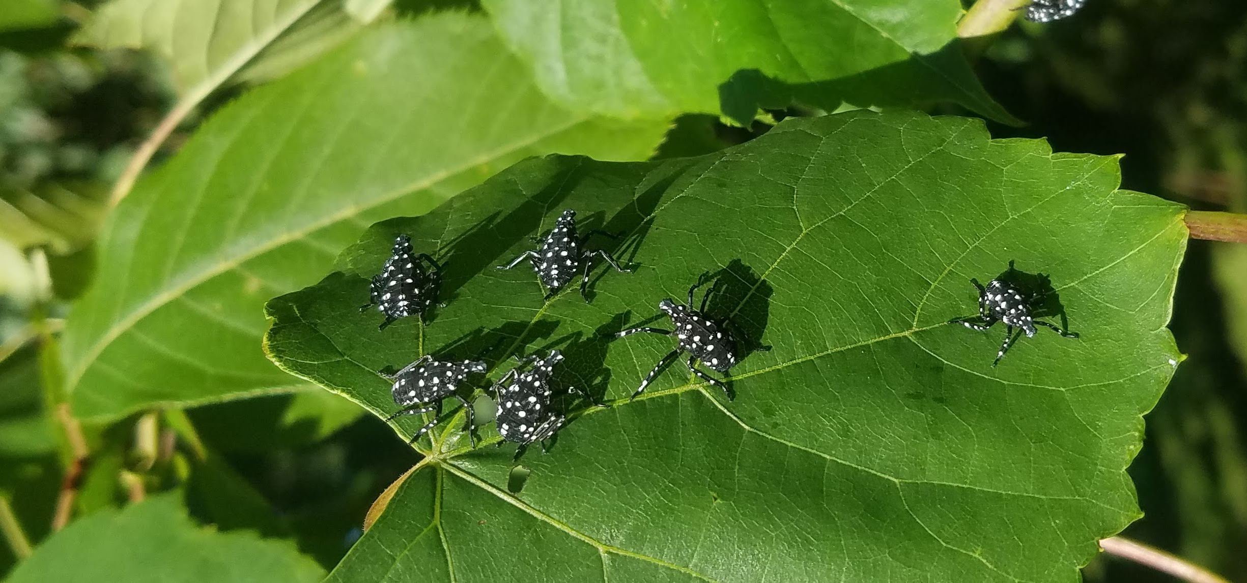 young spotted lanternfly