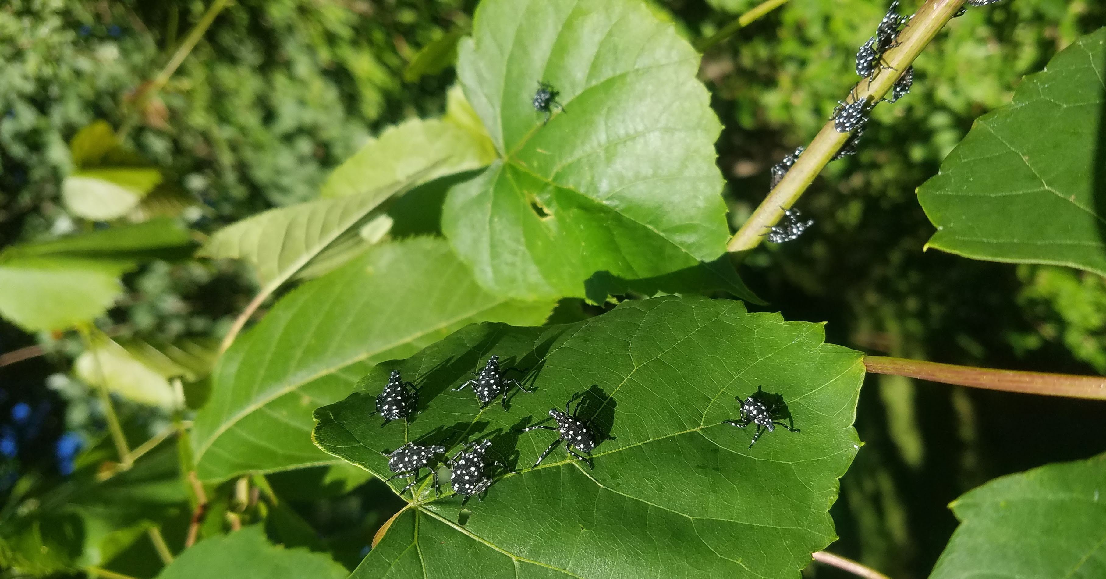 spotted lanternfly young