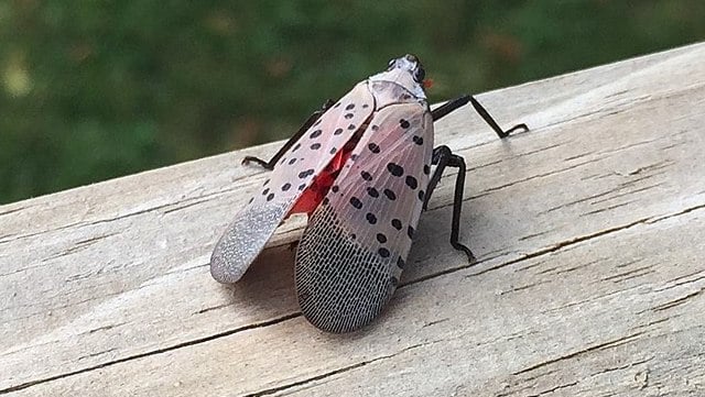 spotted lanternfly adult