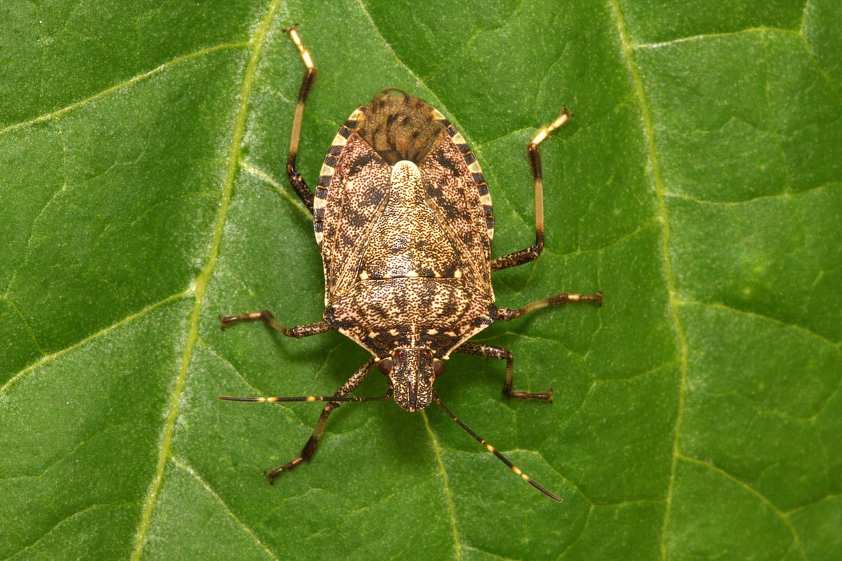 Stink Bug Facts: 5 FAQs About Stink Bugs in Pennsylvania