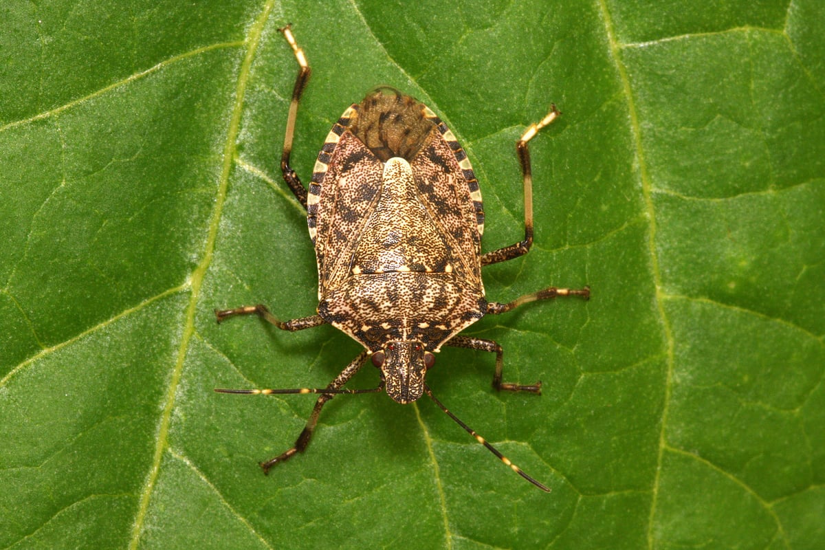 stink bug on leaf