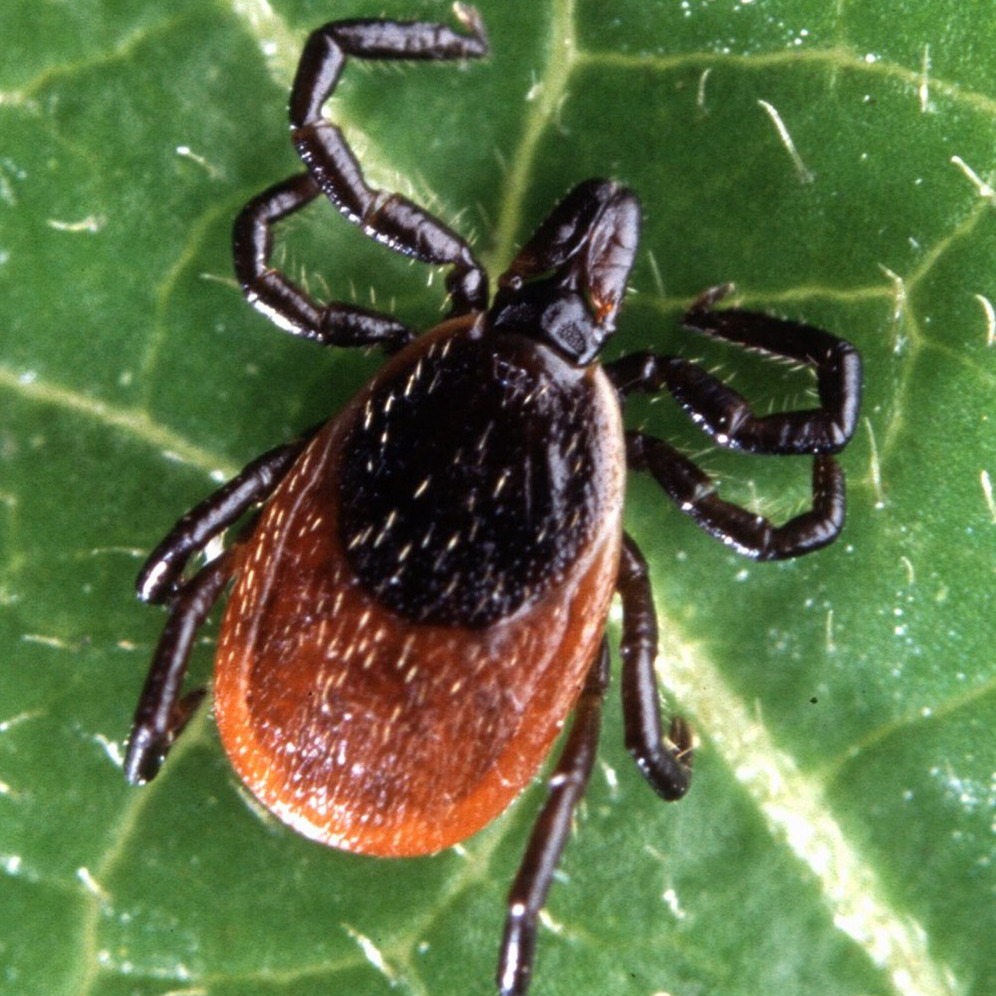 tick on leaf