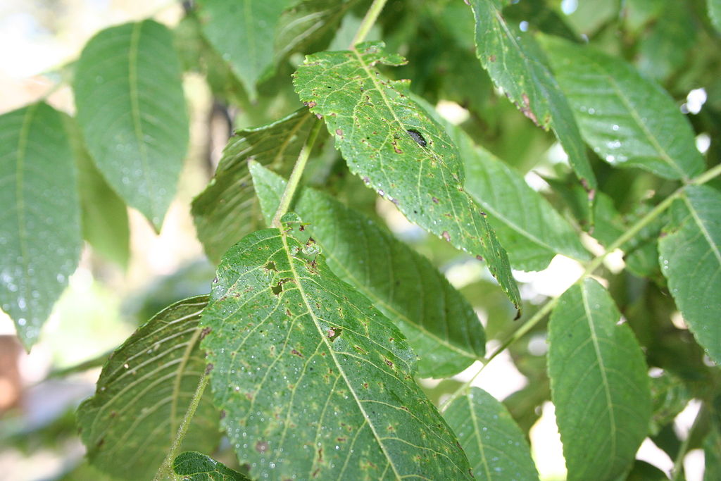walnut thousand cankers disease