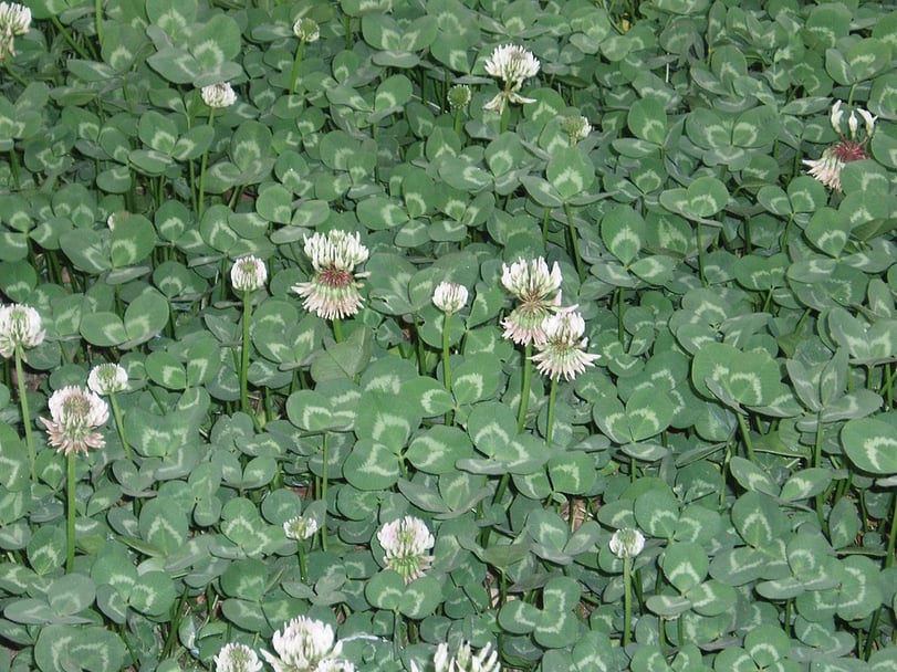 White clover, spring weeds, and weed control in Allentown, Bethlehem, and Easton, PA