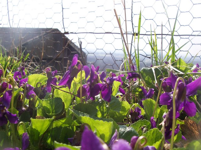 wild violet weed in lawn