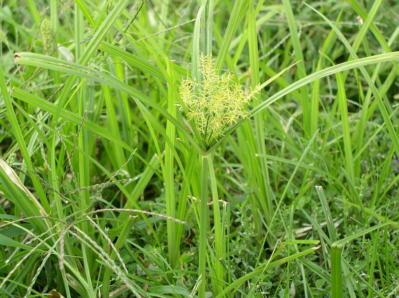 Nutsedge weed in lawn in summer