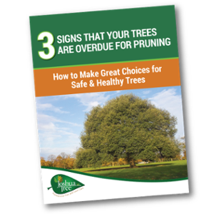 JT-Tree-Pruning-Tips-1