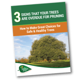 JT-Tree-Pruning-Tips-1