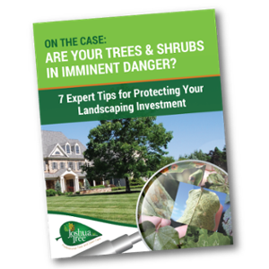 JT-Tree-Shrub-Damage-1
