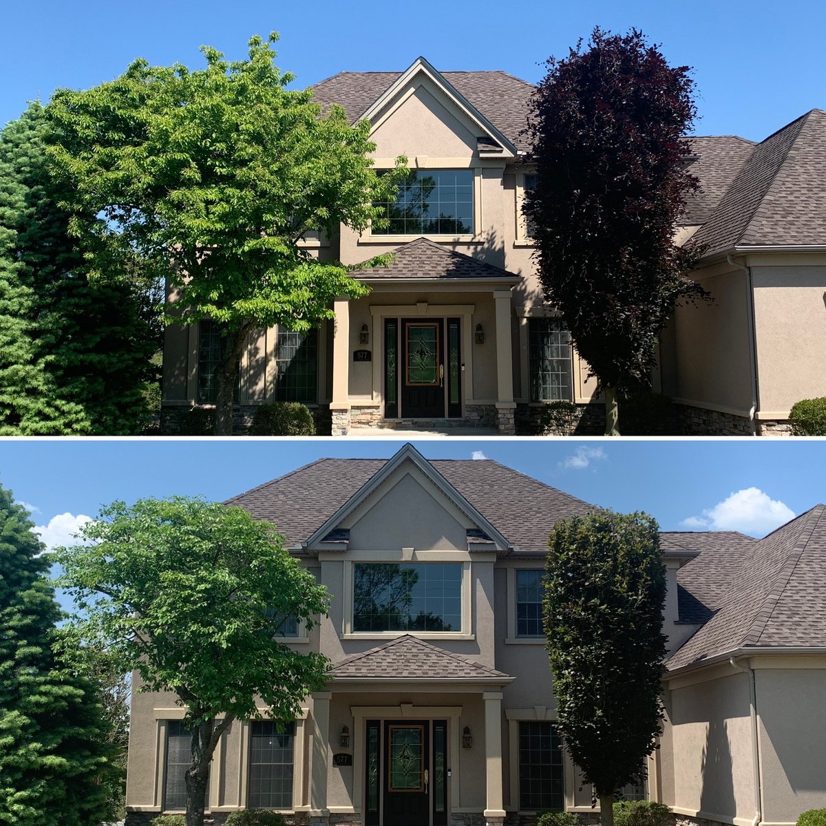 tree pruning before and after in pa