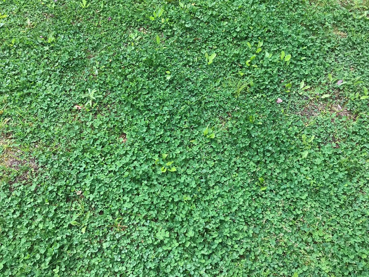 Emmaus, PA before photo of weeds thriving in their lawn