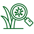 Common Lawn Diseases - Green