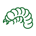 Common Lawn Pests - Green