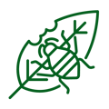 Common Plant Pests - Green