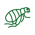 Flea Eggs Per Female - Green