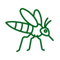 Mosquito Species - Green