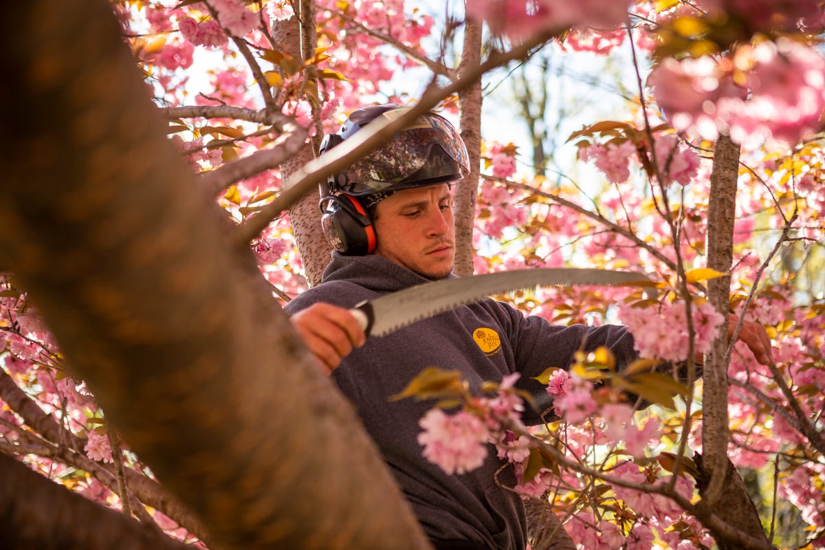 Arborist Tree climber trimming tree