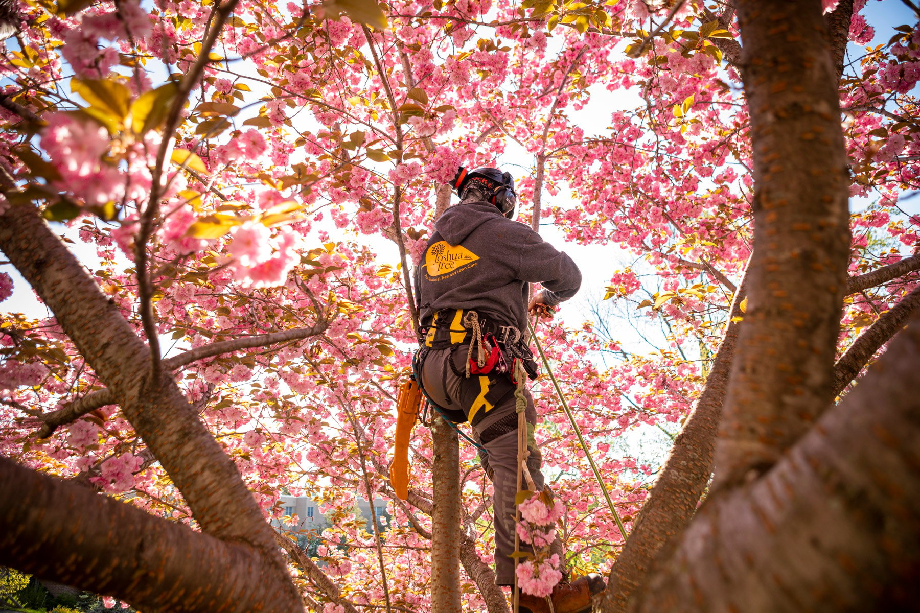 arborist climbing a flowering redbud tree to perform general tree care services