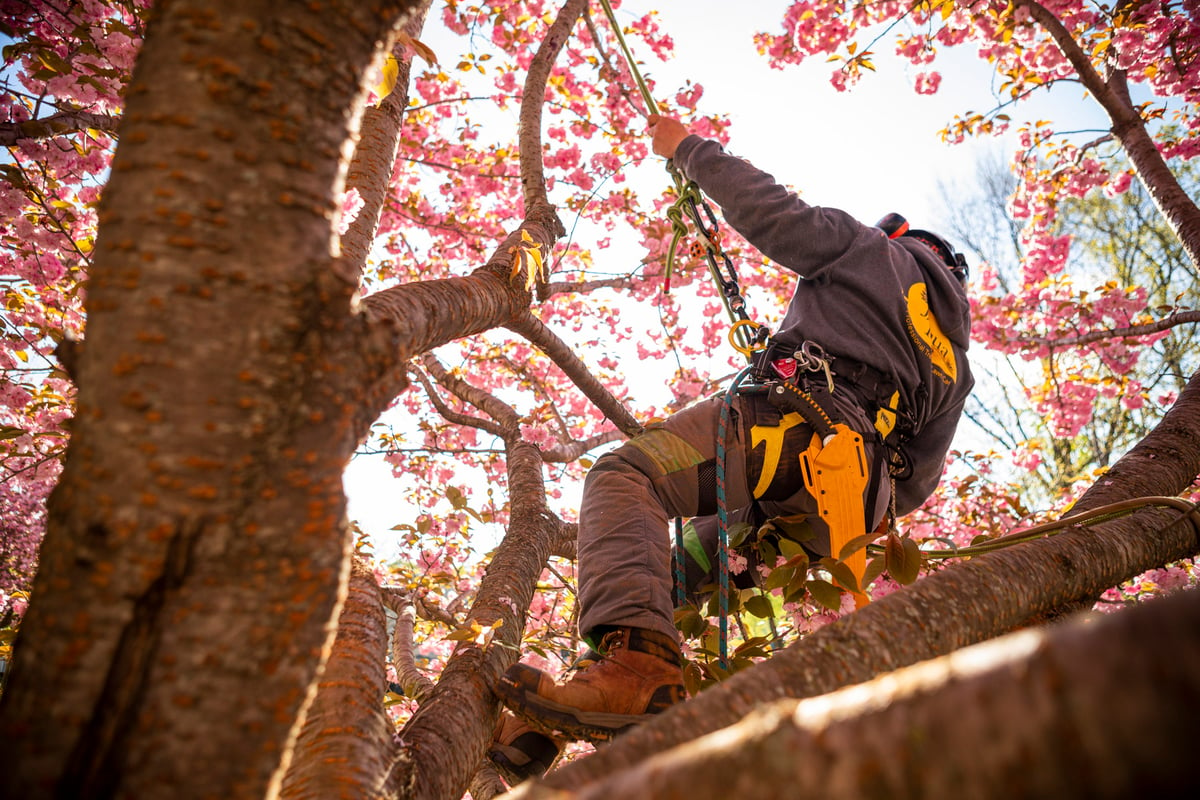 tree care expert climbs flowering tree