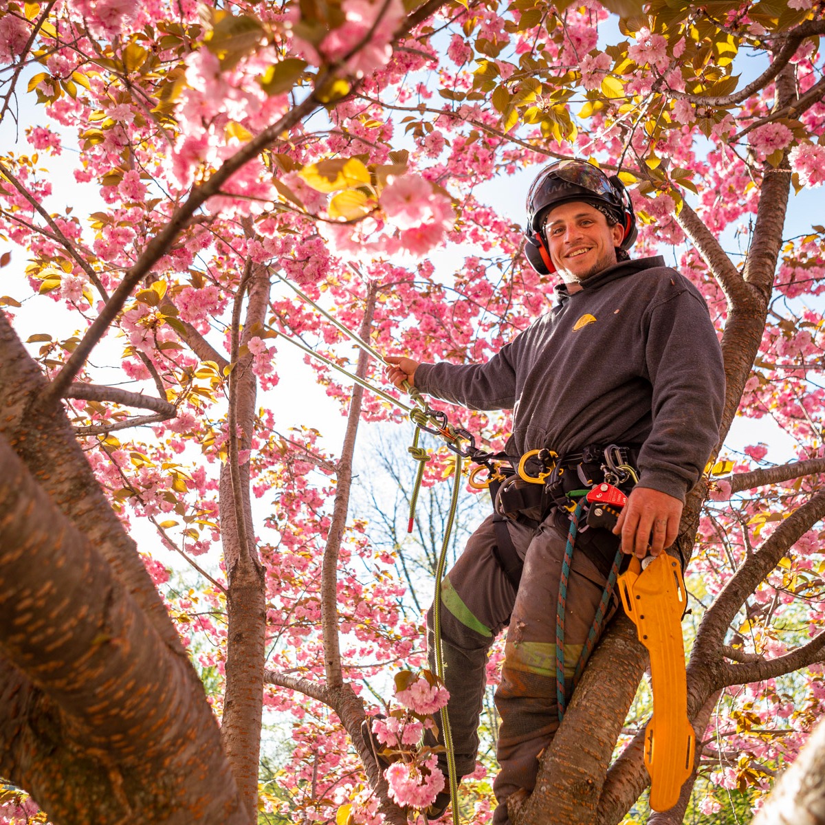 tree climber with proper safety gear