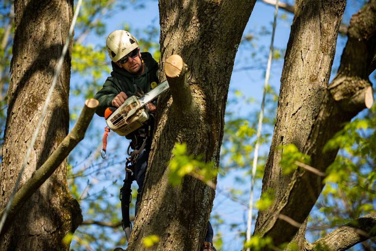 Tree being trimmed by professional