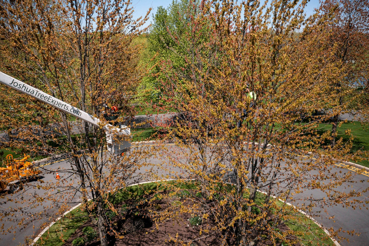 tree care expert prunes large trees