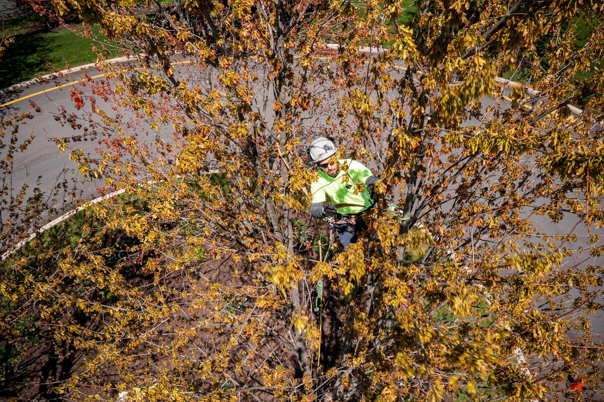 What’s the Best Time to Trim Large Trees in My Landscape?