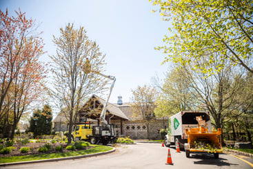 tree care team pruning a large shade tree with a bucket truck