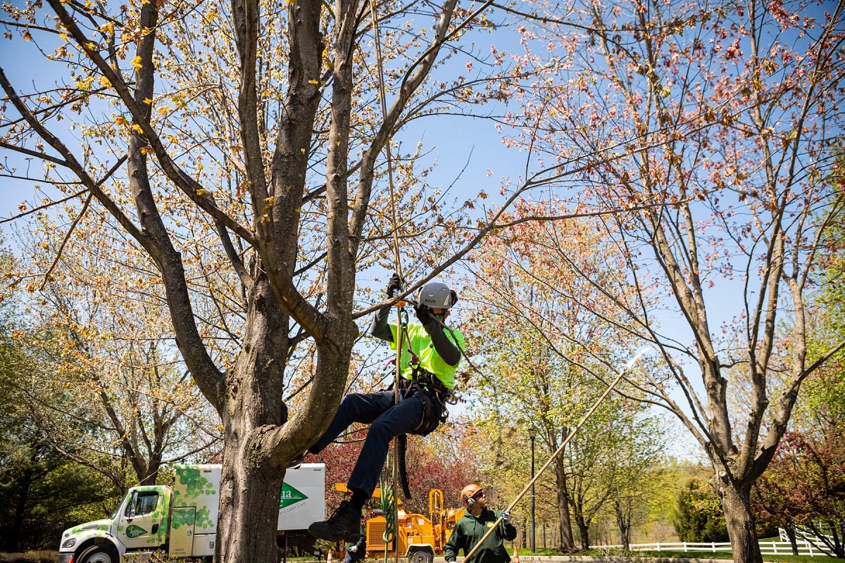 certified arborists climbing and pruning large shade trees with tree climbing equipment