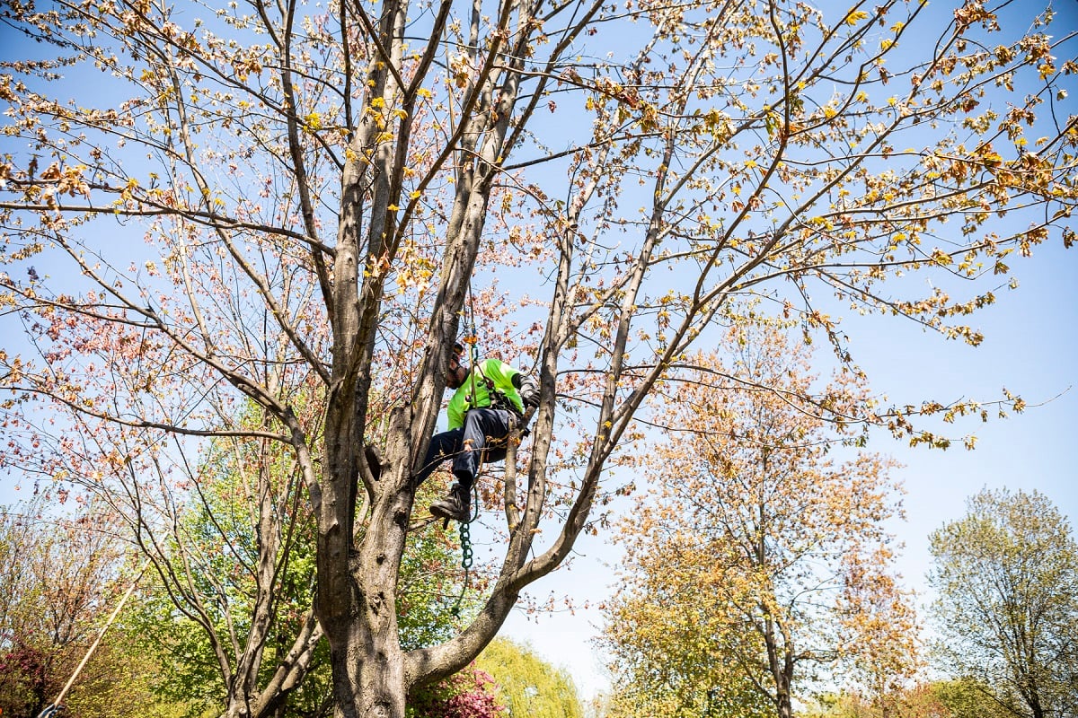 tree care expert prunes tree