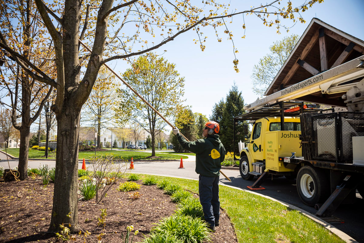 tree care expert prunes tree